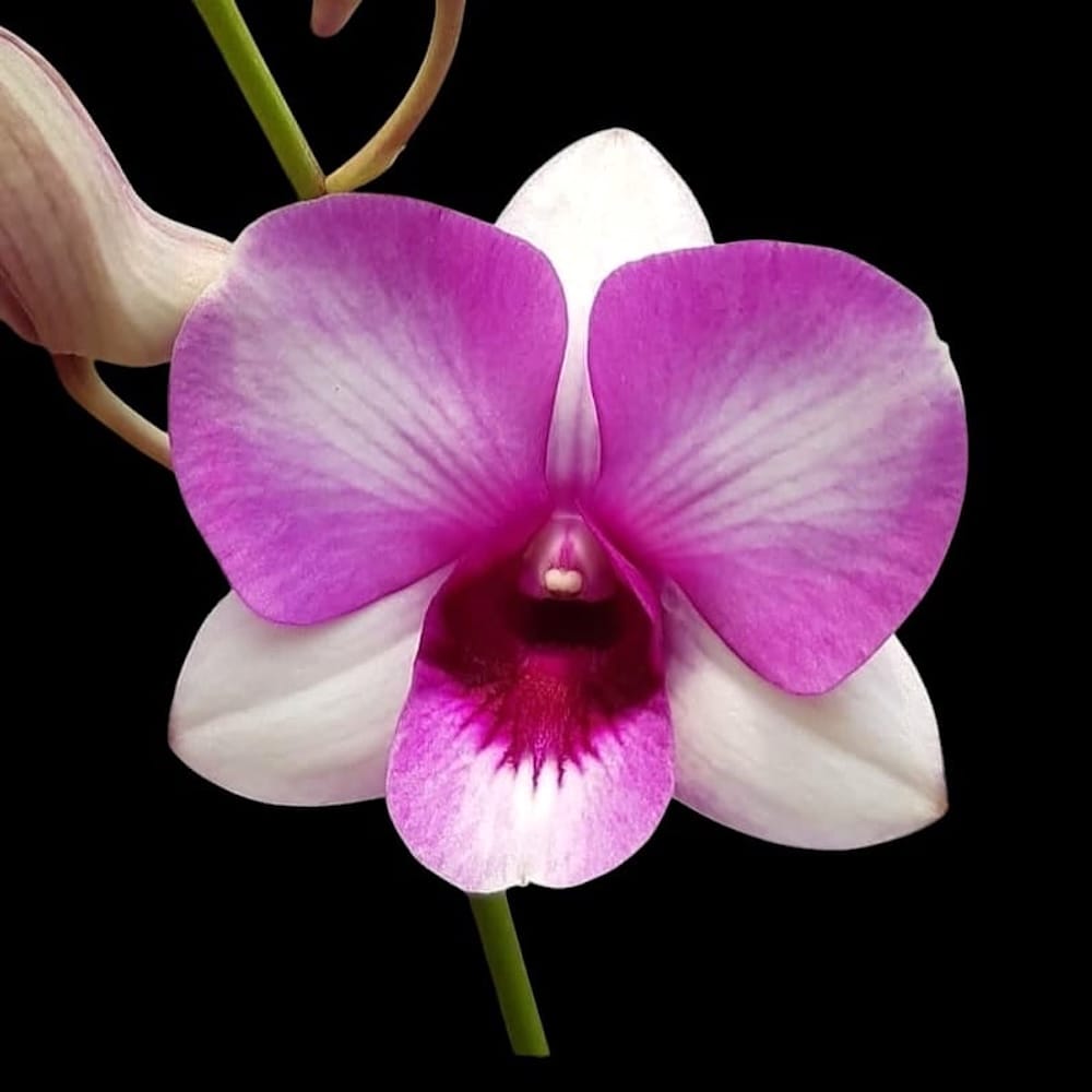 Dendrobium Burana Racha