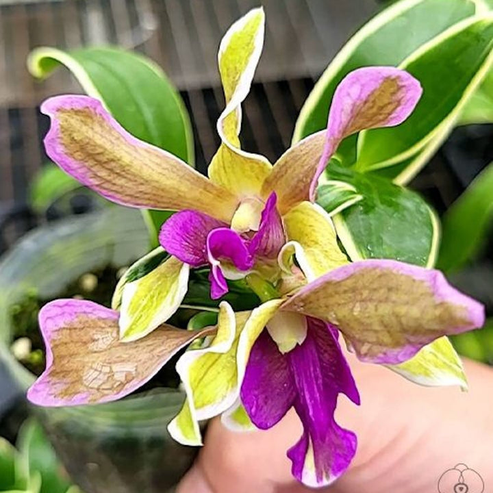 Dendrobium Burana Sundae (variegata)