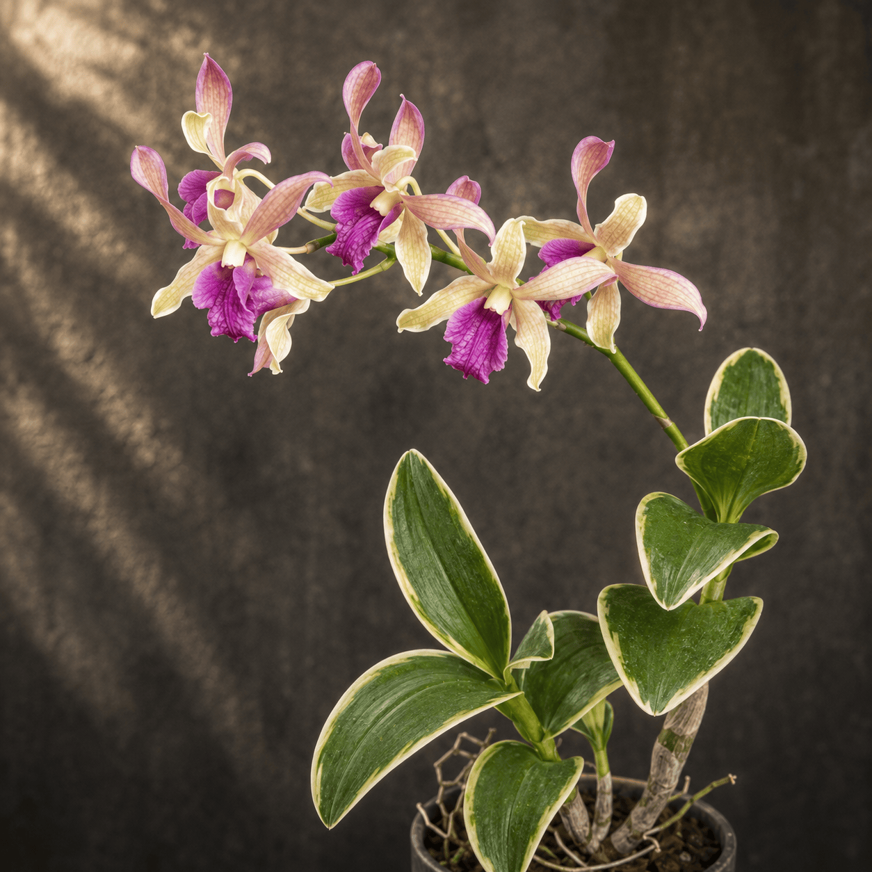 Dendrobium Dragon Fly (variegata)