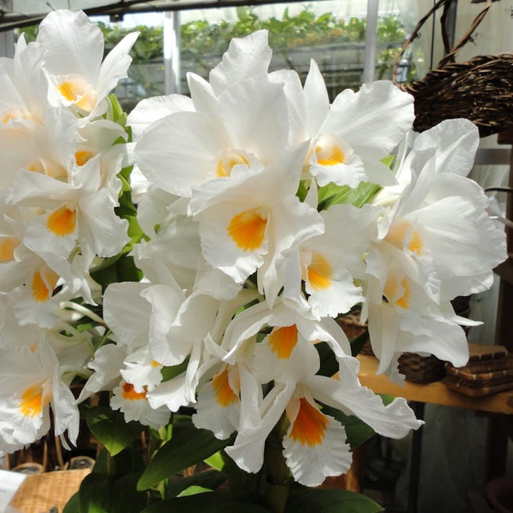 Dendrobium Formidable 'Floribunda'