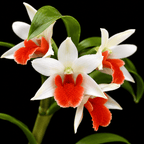 Dendrobium Hsinying Frostymaree 'Fire Bird'