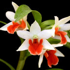 Dendrobium Jiaho Delight 'Delight' GM/TOGA - parfumat