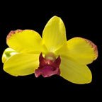 Dendrobium Ooi Peng Peng (Burana Gold × Thongchai Gold)