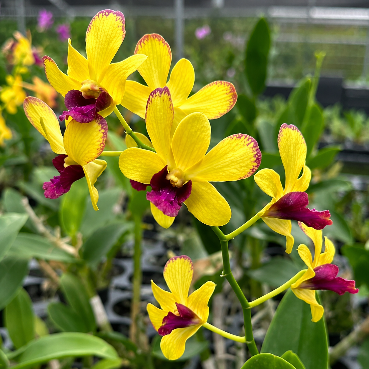 Dendrobium Ooi Peng Peng (Burana Gold × Thongchai Gold)