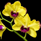 Dendrobium Ooi Peng Peng (Burana Gold × Thongchai Gold)