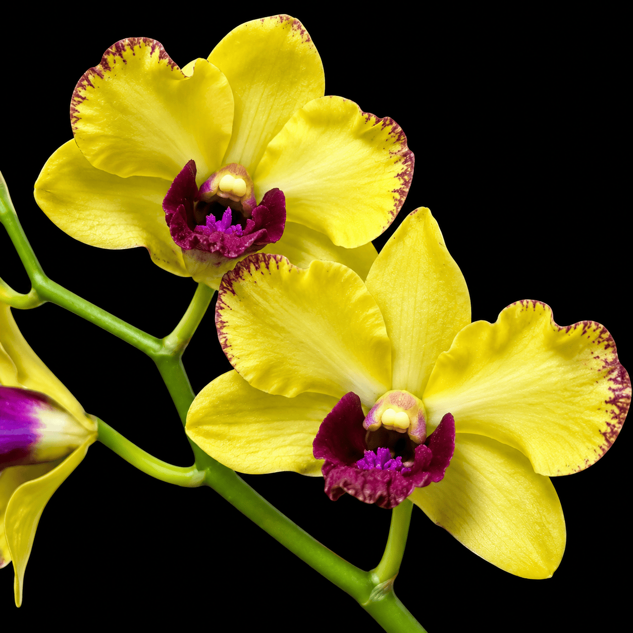 Dendrobium Ooi Peng Peng (Burana Gold × Thongchai Gold)