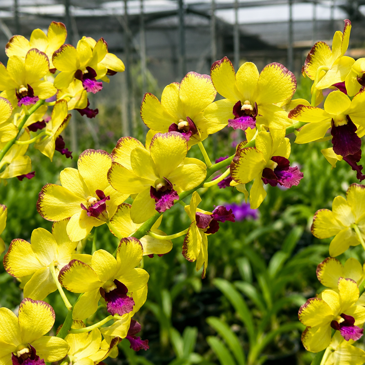 Dendrobium Ooi Peng Peng (Burana Gold × Thongchai Gold)