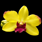 Dendrobium Ooi Peng Peng (Burana Gold × Thongchai Gold)