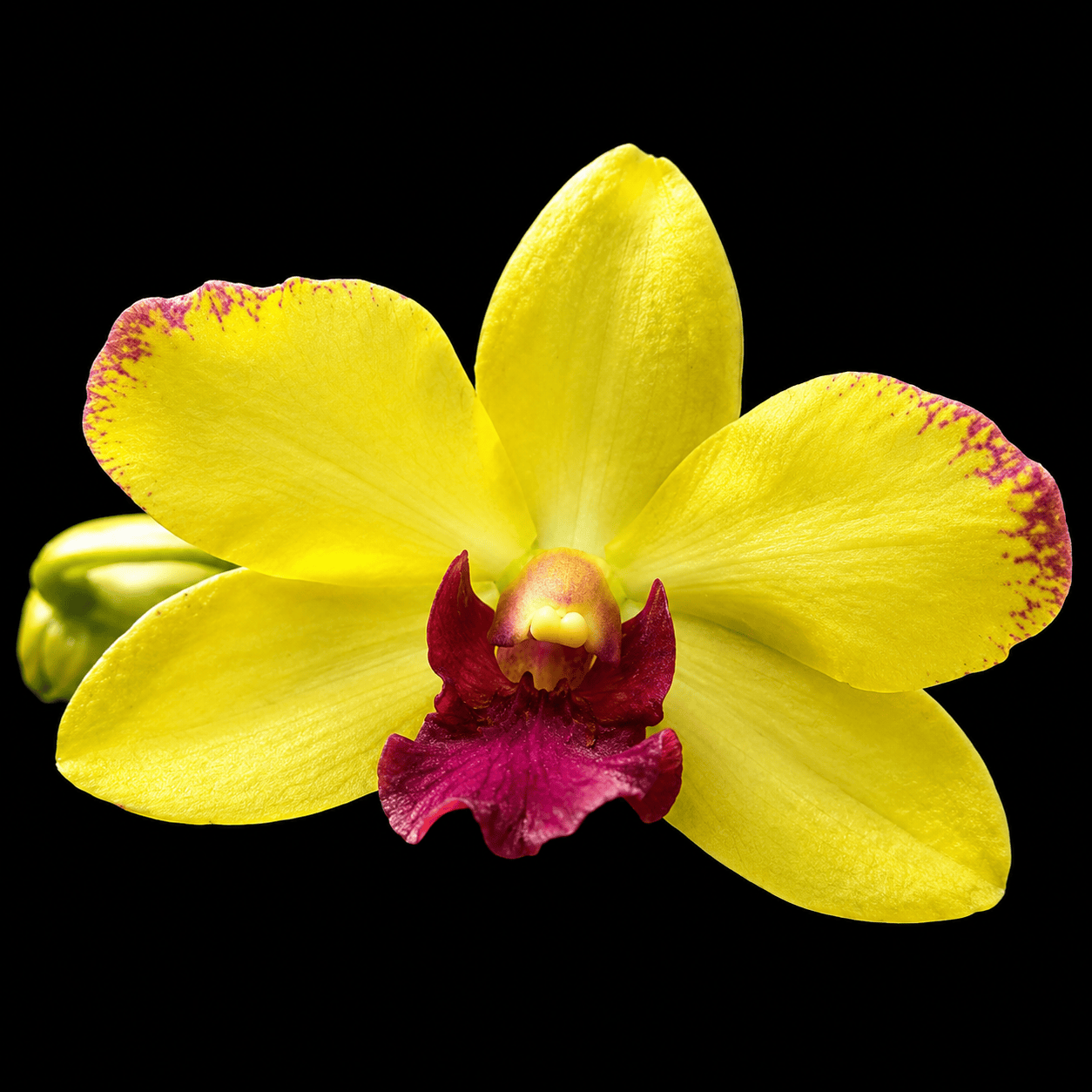 Dendrobium Ooi Peng Peng (Burana Gold × Thongchai Gold)