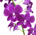Dendrobium Phalaenopsis Felicità Viola