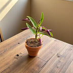 Dendrobium Rainbow Dance 'Akatsukinjan' - miniatyyri keramiikkaruukussa