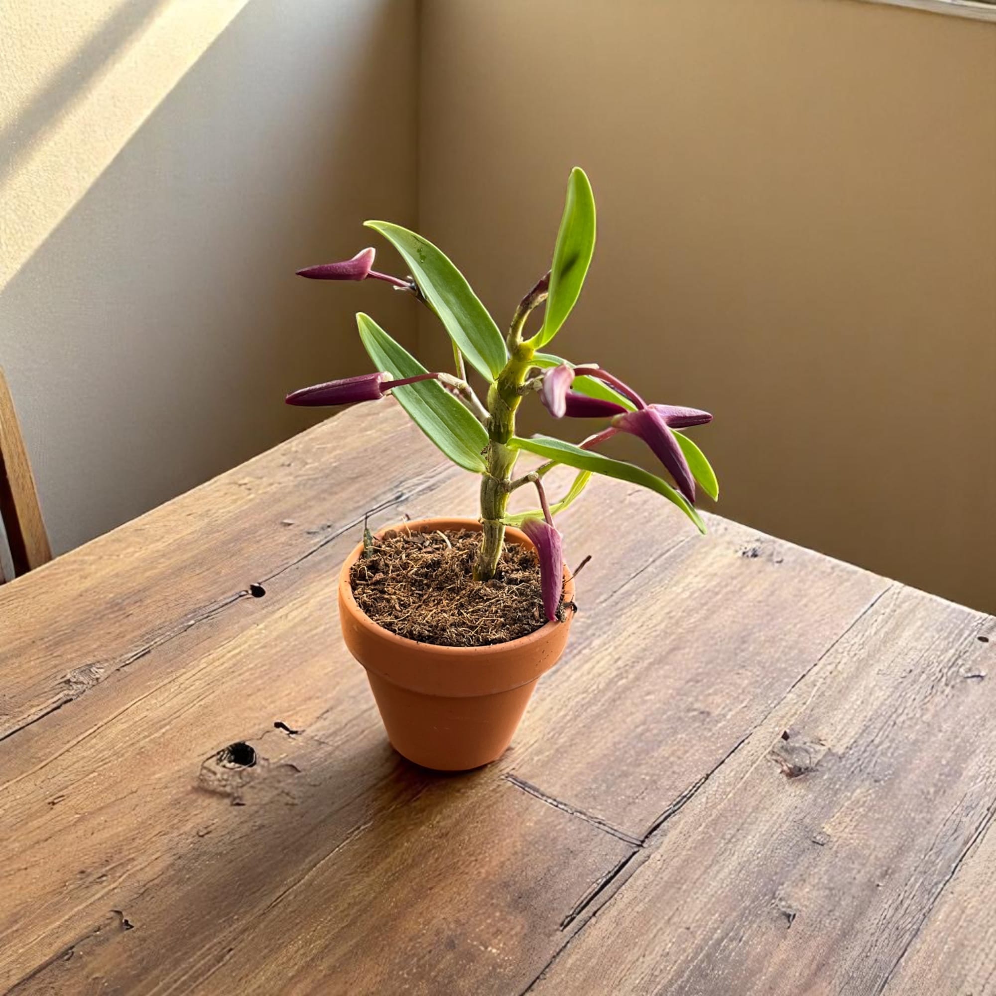 Dendrobium Rainbow Dance 'Akatsukinjan' - miniatura in ghiveci ceramic