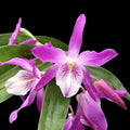 Dendrobium Rainbow Dance 'Akatsukinjan' - miniatyyri keramiikkaruukussa