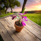 Dendrobium Rainbow Dance 'Akatsukinjan' - miniatyyri keramiikkaruukussa