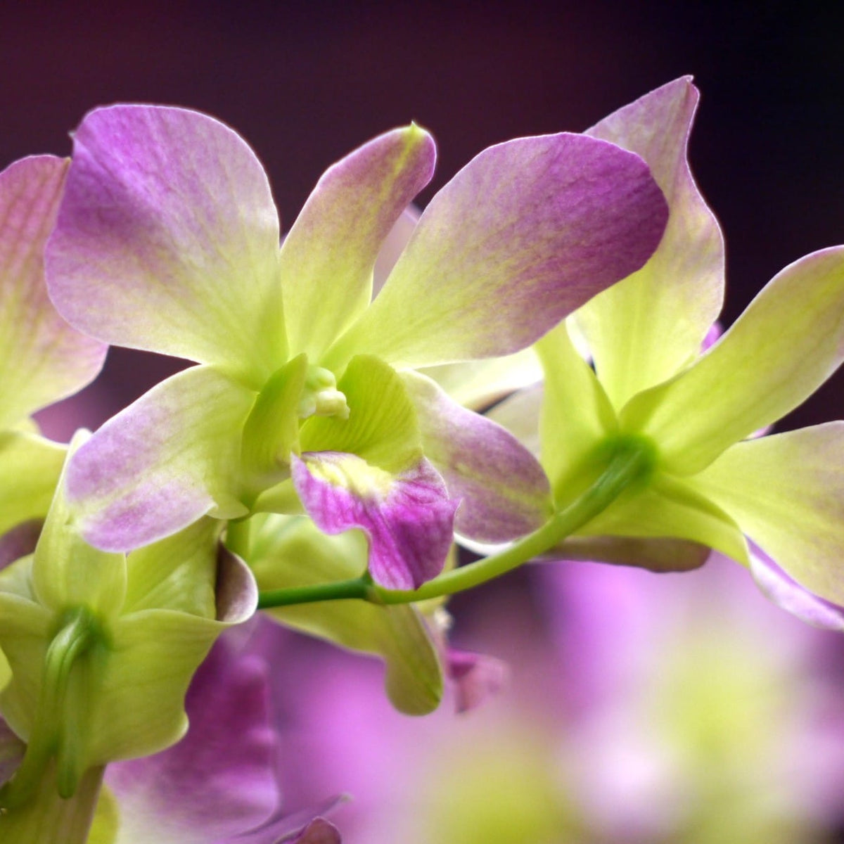 Dendrobium Salaya Candy (Dendrobium Phalaenopsis) – Secret Garden Plant ...
