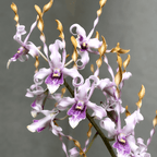Dendrobium Taiwan Helix