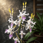 Dendrobium Taiwan Helix