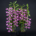 Dendrobium anosmum 'Touch of class'