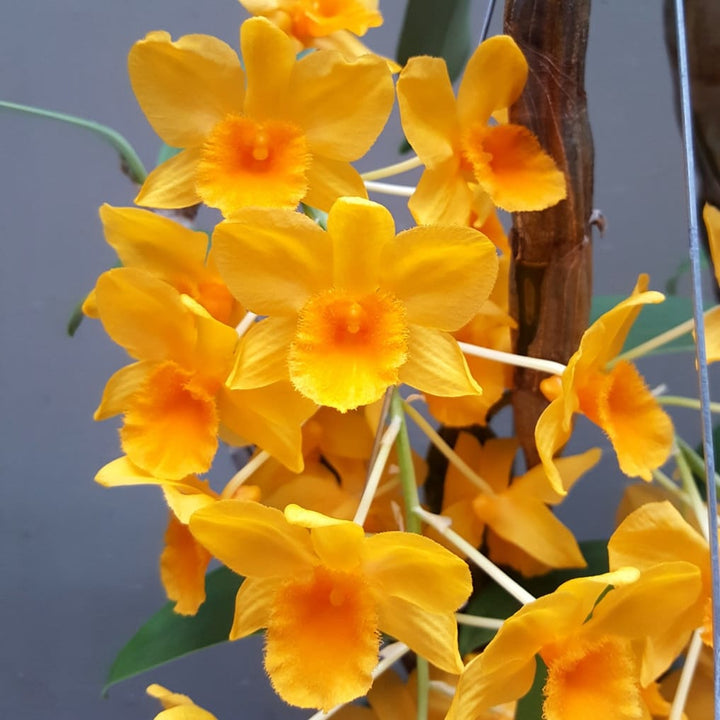 Dendrobium griffithianum