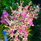 Dendrobium lasianthera