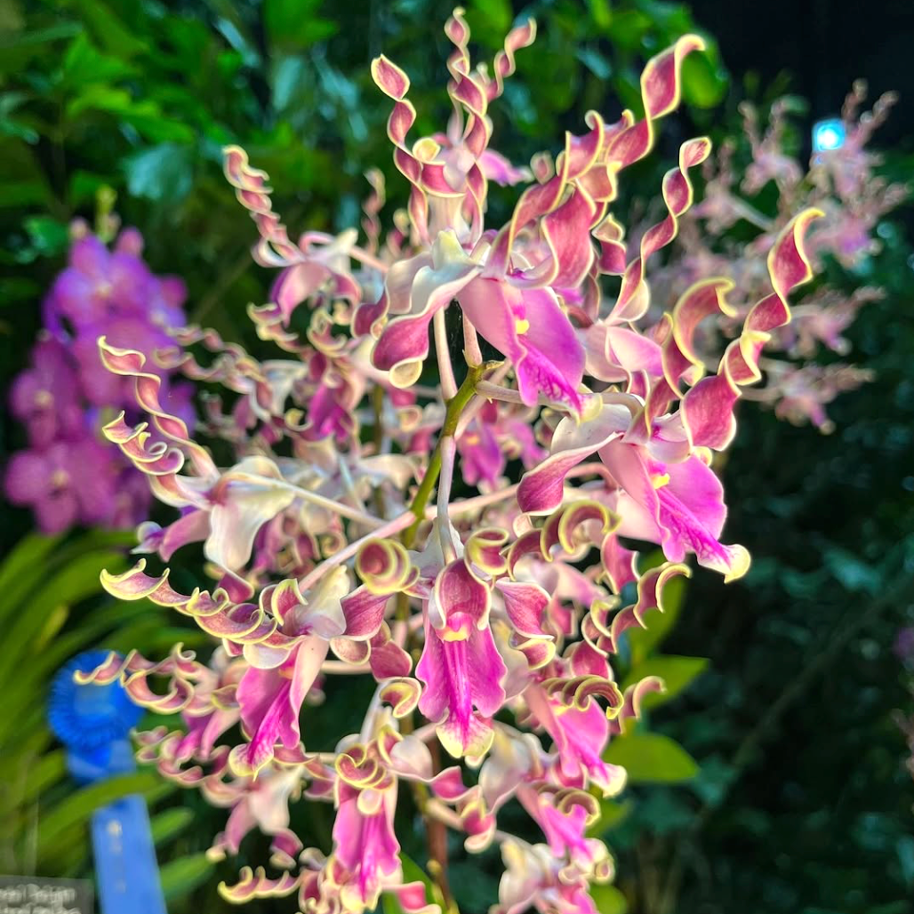 Dendrobium lasianthera