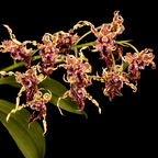 Dendrobium spectabile 'Dark'