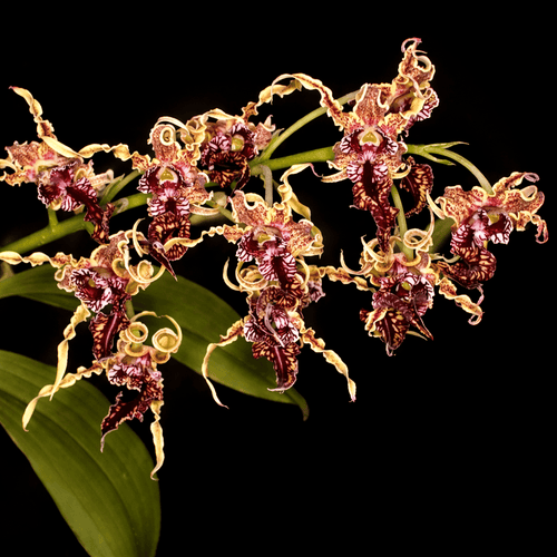 Dendrobium spectabile 'Dark'