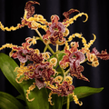 Dendrobium spectabile 'Dark'