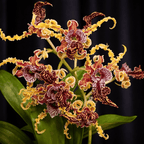 Dendrobium spectabile 'Dark'