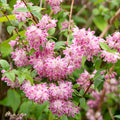Deutzia x hybrida 'Strawberry Fields'