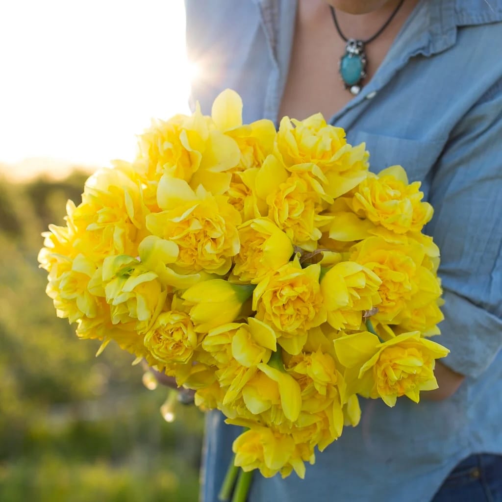 Narcissus incomparabilis 'Dick Wilden'