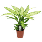 Dieffenbachia Vesuvius