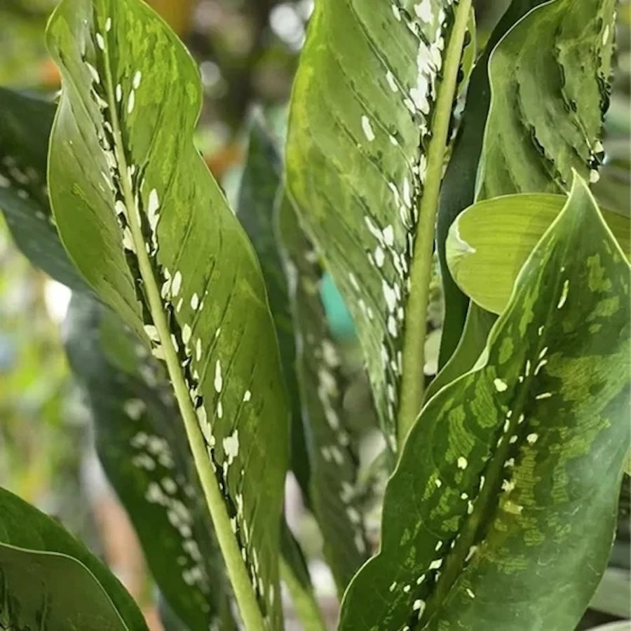 dieffenbachia crocodile rare Dieffenbachia 'Crocodile' – Secret Garden Plant Shop
