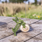 Dischidia Pangolin Kisses