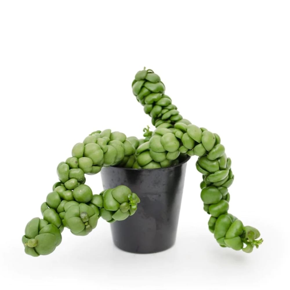 Dischidia Pangolin Kisses D9