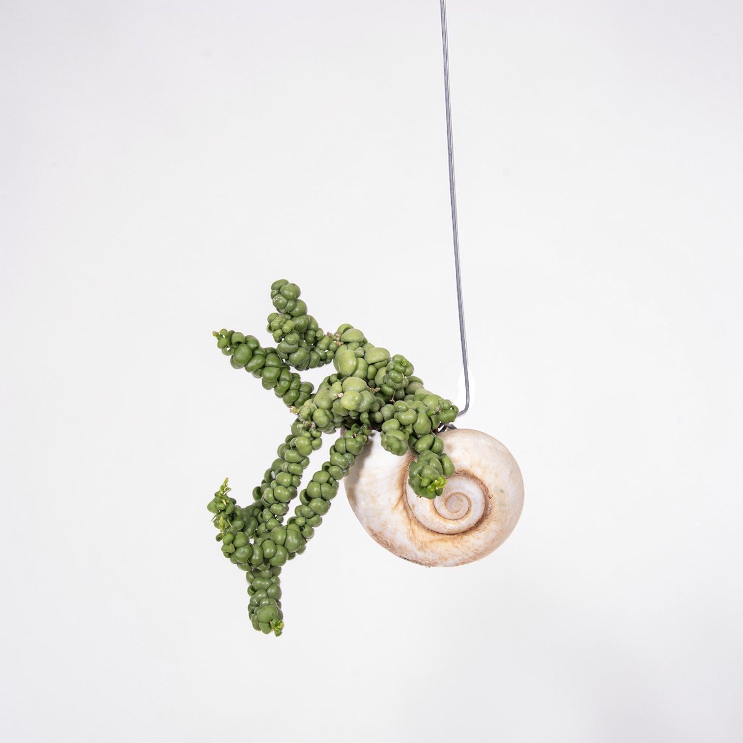 Dischidia Pangolin Kisses