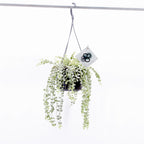 Dischidia ruscifolia 'Variegata' (растение Милон сърца) - развити екземпляри