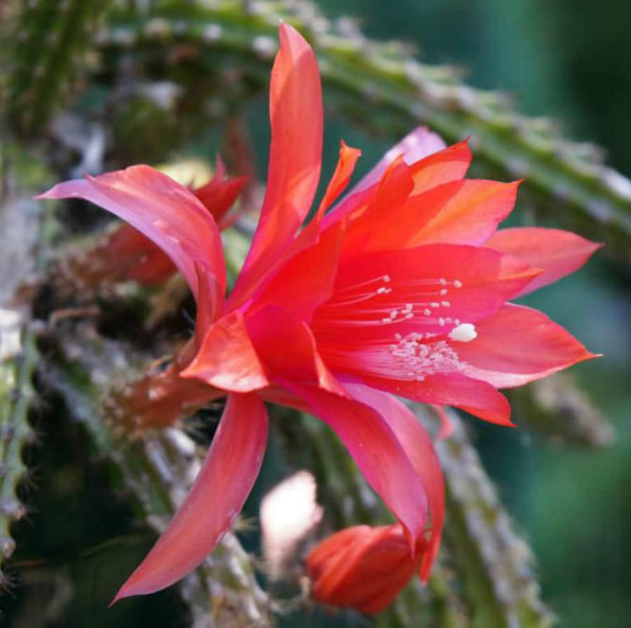 Disocactus × mallisonii (Rat's Tail Cactus) -  cactus cu tulpini curgatoare si inflorire spectaculoasa