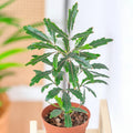 Dizygotheca elegantissima 'Castor'