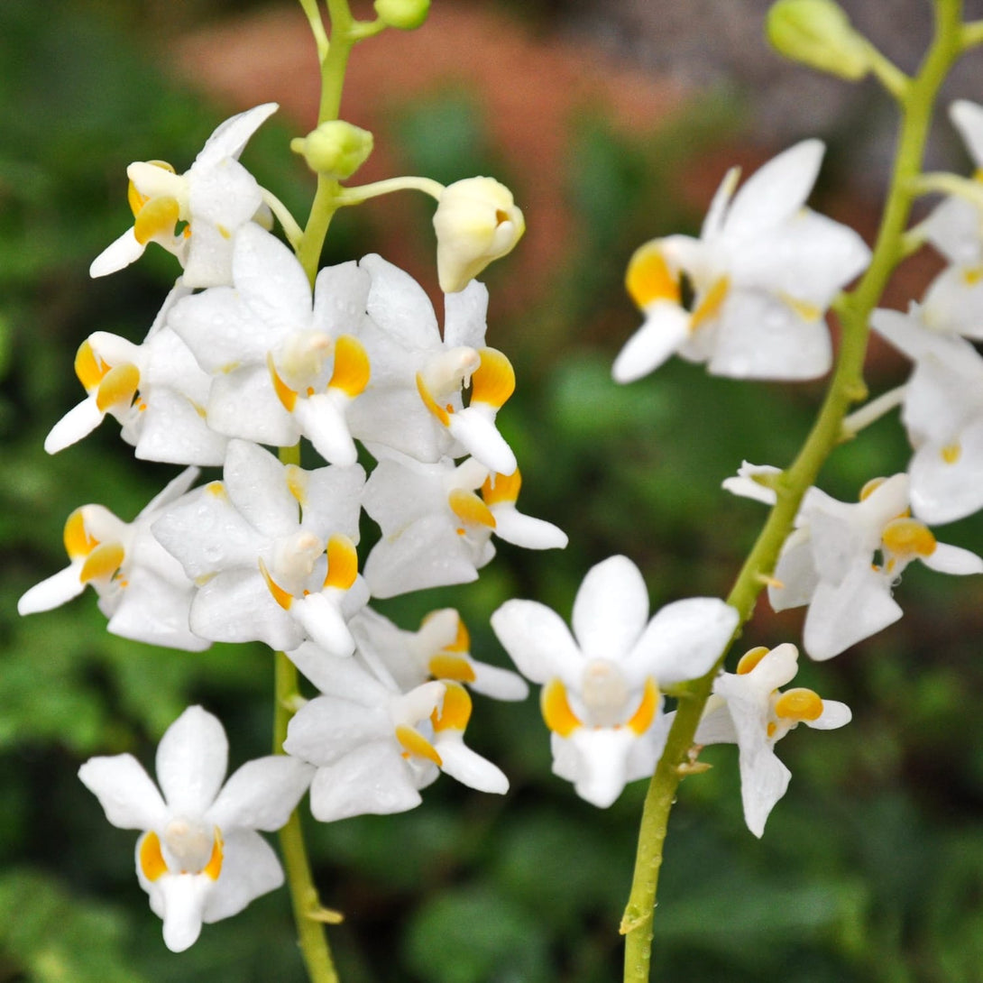 Doritis pulcherrima alba