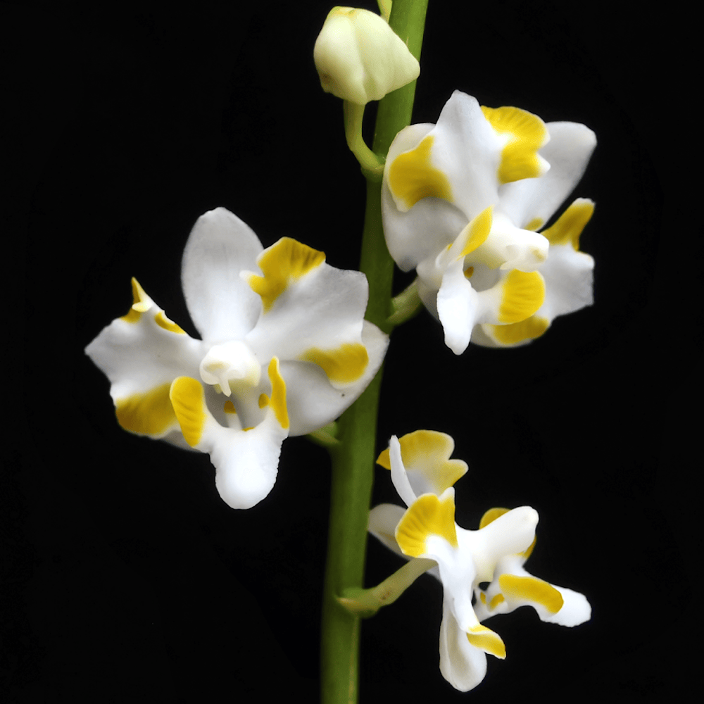 Phalaenopsis pulcherrima var. champorensis alba