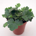 Doryopteris cordata - Antennenfarn (Antenne Farn)