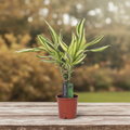 Dracaena Côte Jaune