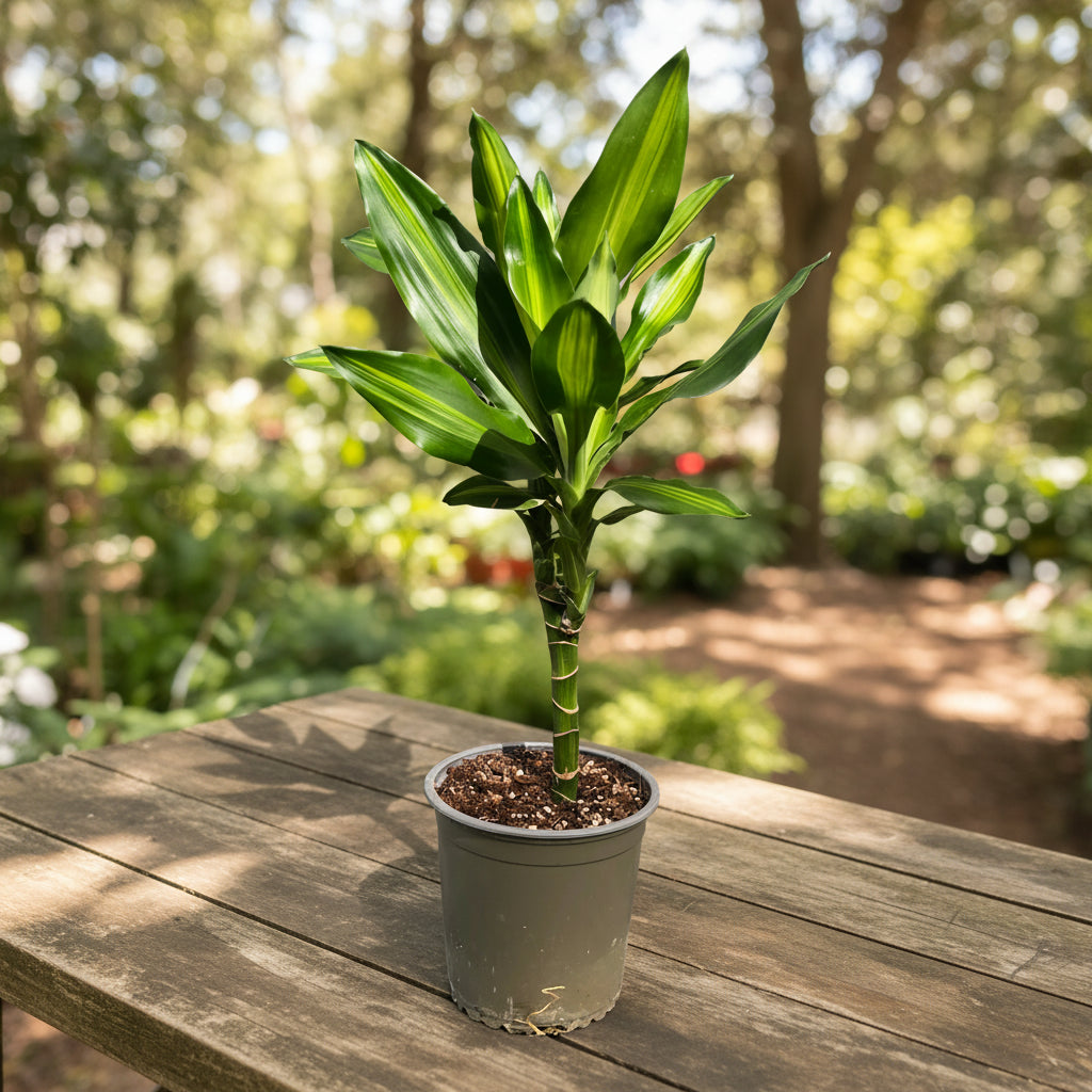 Dracaena fragrans 'Cintho'