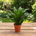 Dracaena fragrans 'Green'