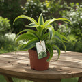 Dracaena fragrans 'Lemon Surprise'