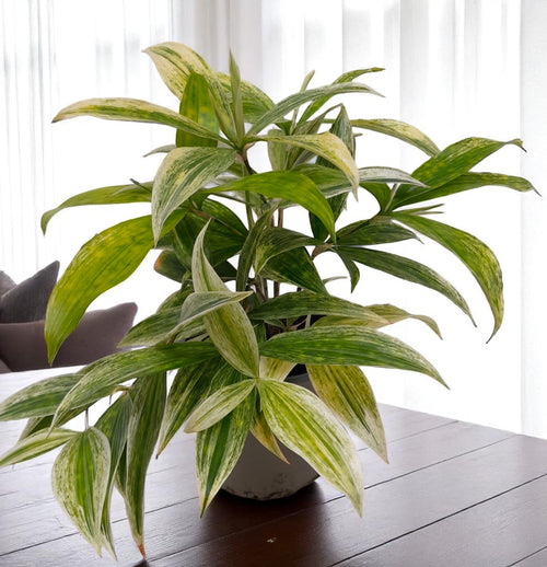 Dracaena godseffiana 'Silver' – Secret Garden Plant Shop
