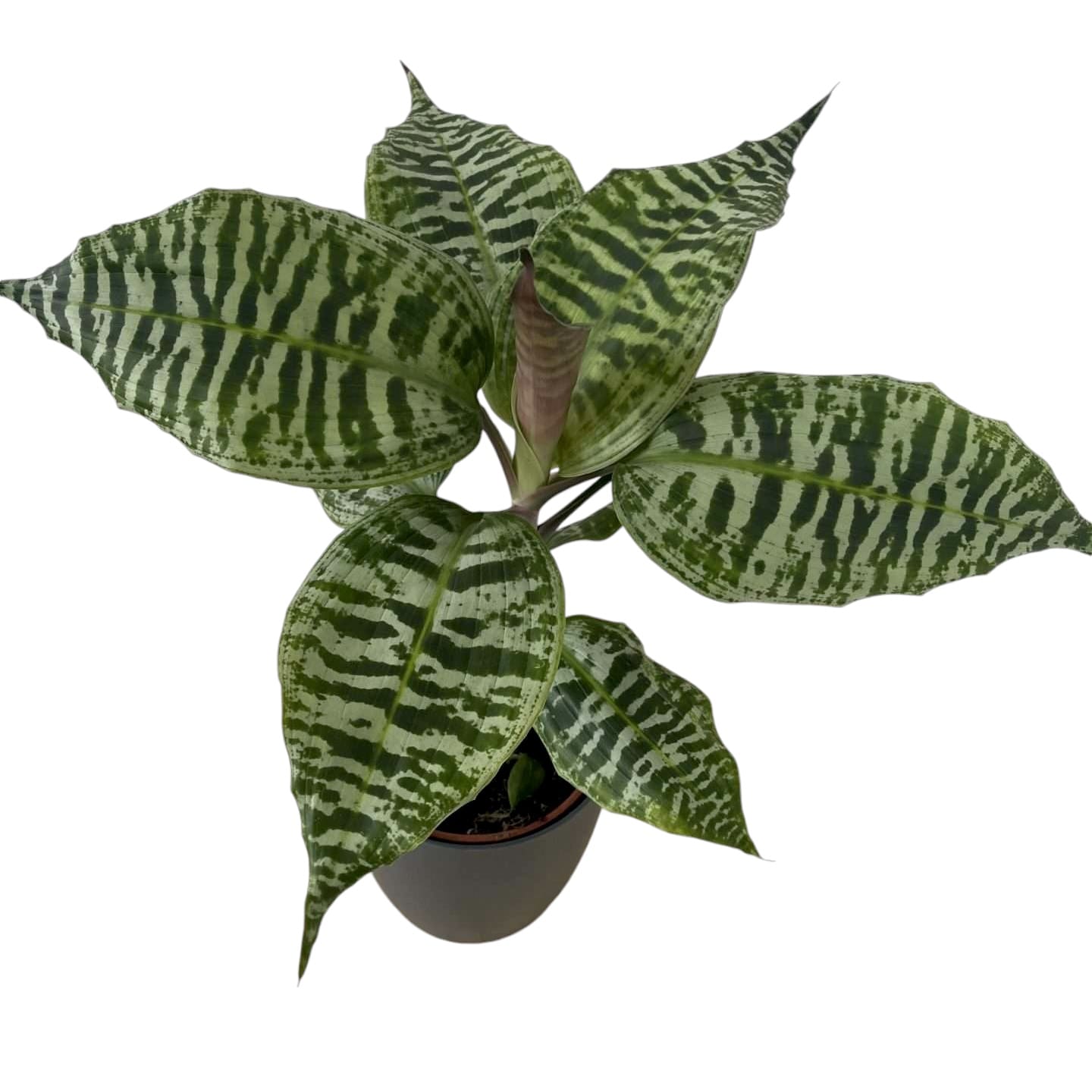 Dracaena goldieana (Gold Dust Dracaena, Spotted Dracaena)