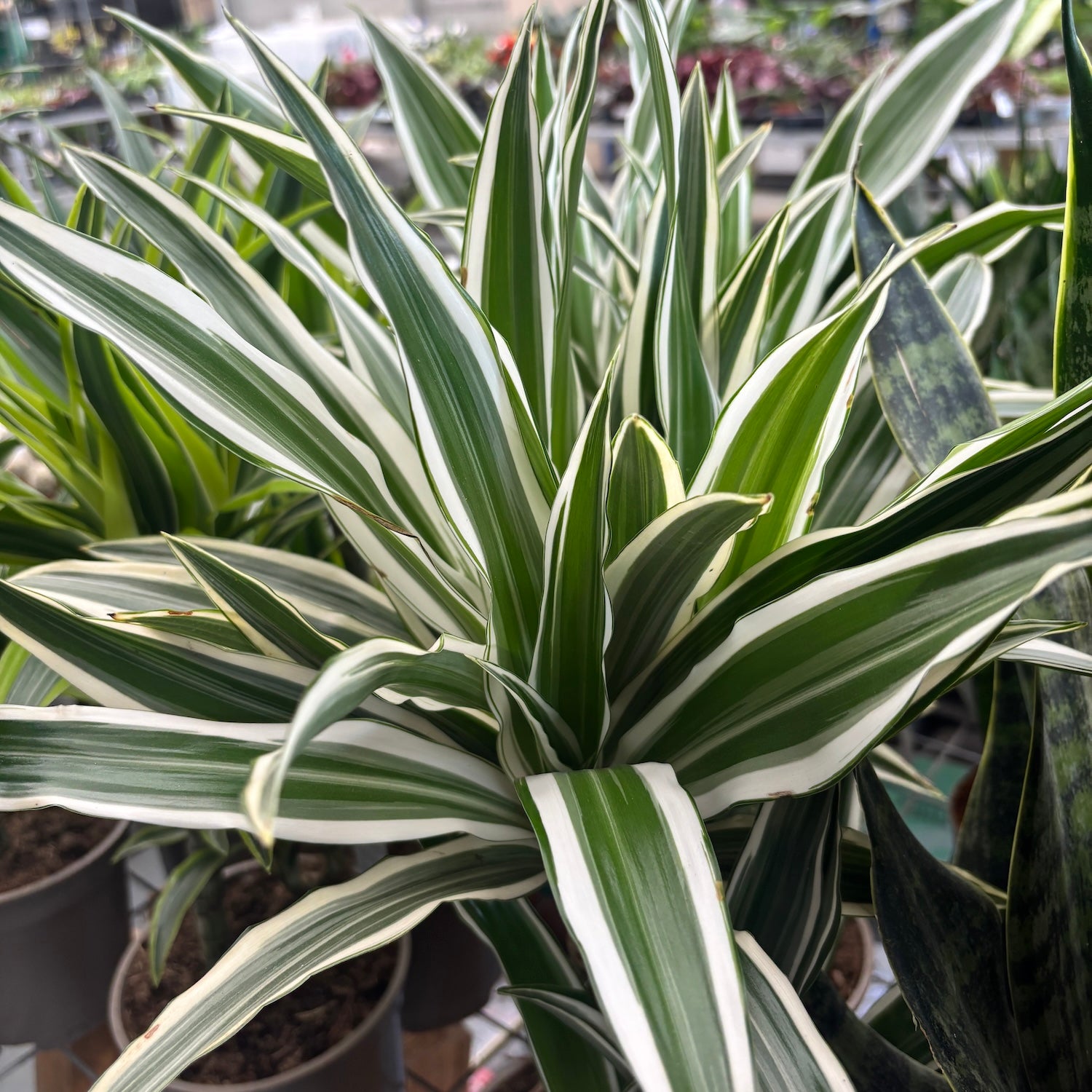 Dracaena ‘White Stripe’ 2T – elegante verticaliteit en bicolor blad voor moderne interieurs