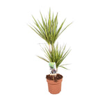 Dracaena marginata 'Sunray' 2 tulpini